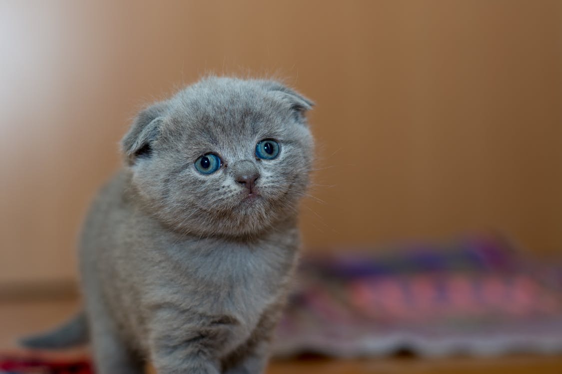 猫咪最新网页，自然美景的心灵之旅探索